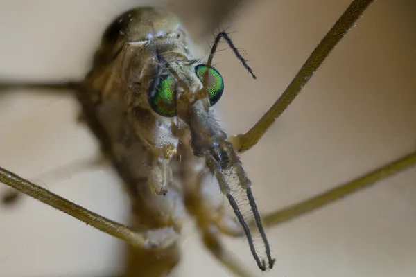 les palpes labiaux mesurent environ 5mm