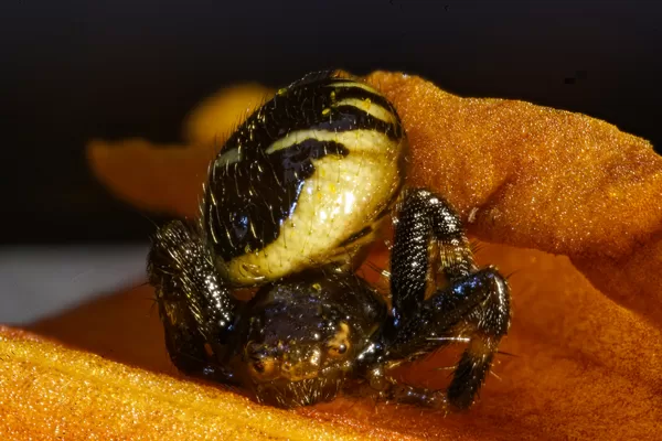 minuscule araignée en position de défence