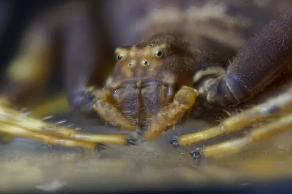 les araignées sont dotées de plusieurs paires d'yeux (jusqu'à 4X2)