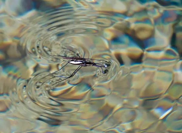 Araignées d'eau : ce sont en fait des insectes