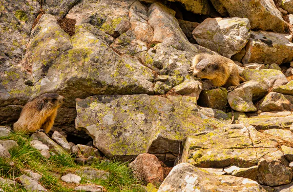 marmottes