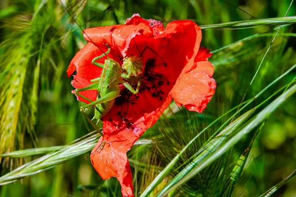 sauterelle abritée dans un coquelicot