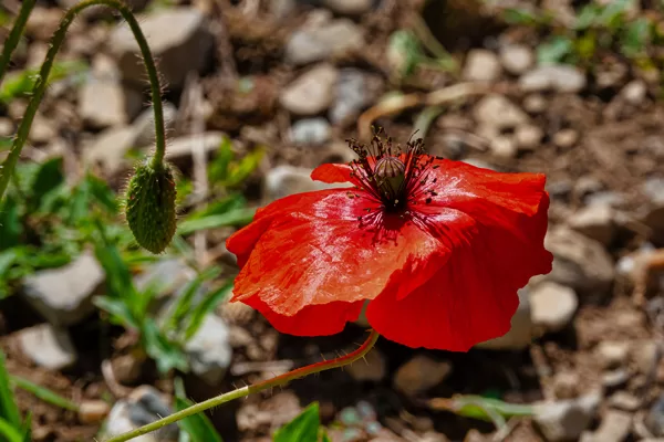 coquelicot