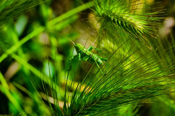 sauterelle acrobate sur une graminée