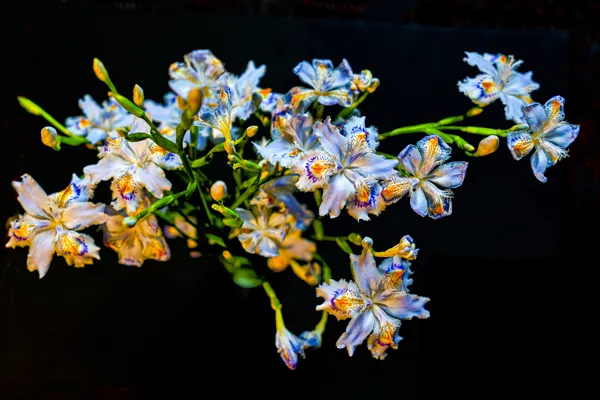 bouquet d'iris du jardin
