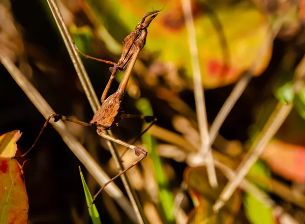 mantes religieuses