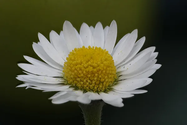 Fleurs du jardin