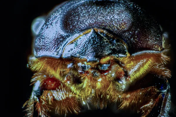 Insectes en super-macro