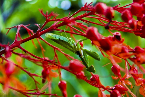 Mantes