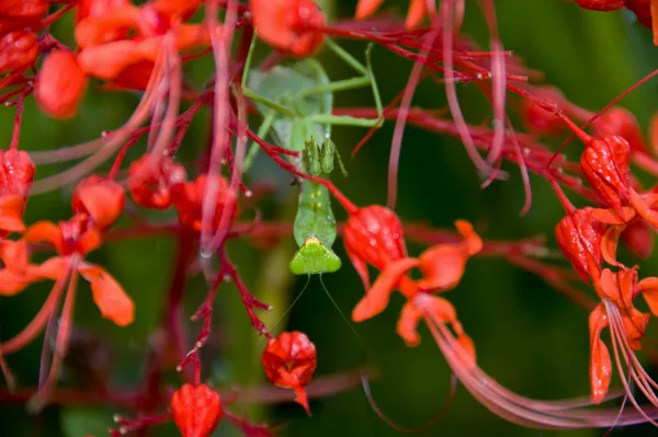 Mante sur fleurs de fuschia, Okinawa Japon
