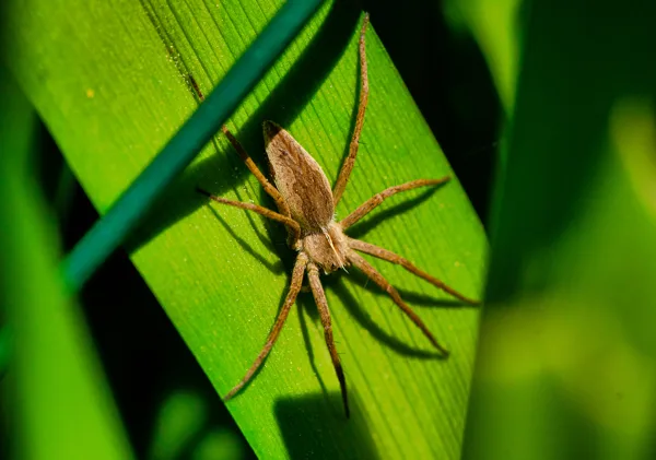 Araignées