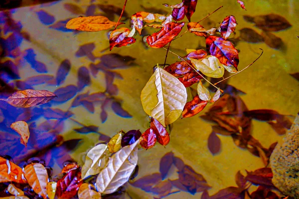 Feuilles d'automne flottant sur une flaque