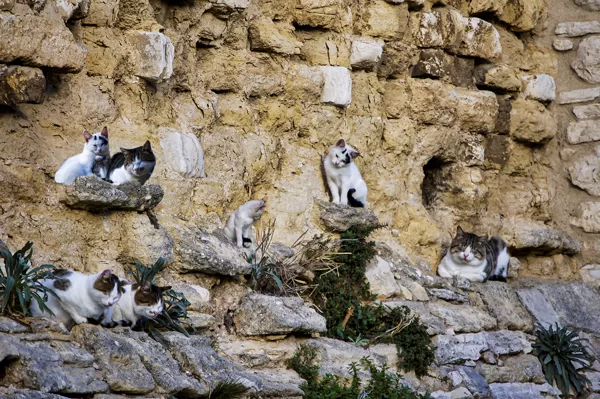 Chats en plein meeting