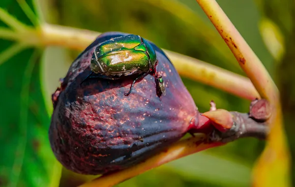 scarabé sur une figue