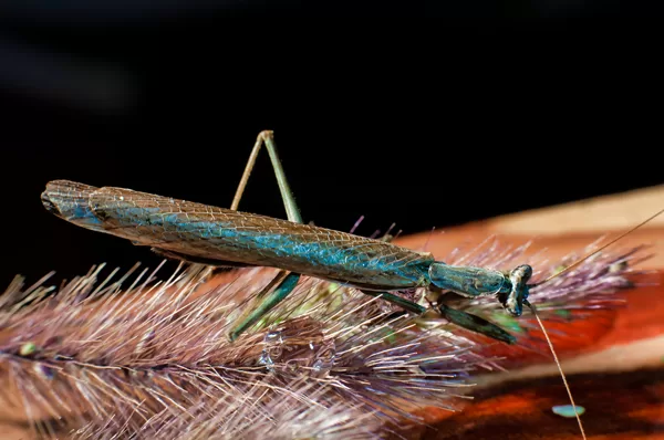 Mante sur une graminée
