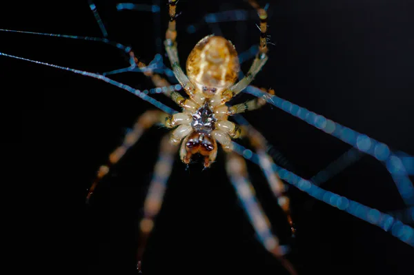 Araignée sur sa toile