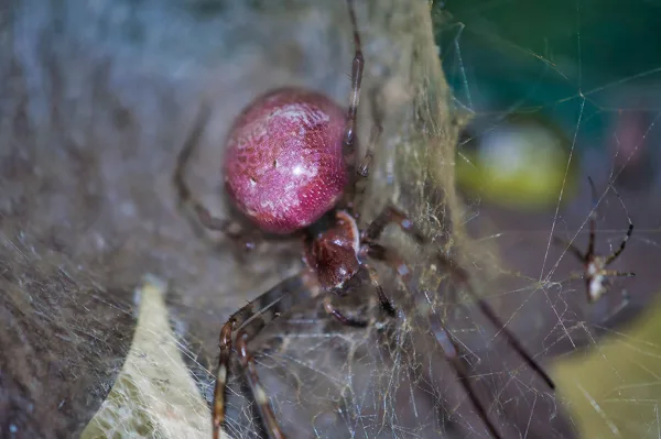 Araignée femelle à l'île de la Réunion (voir le mâle en bas à droite)