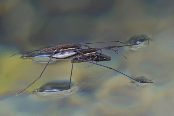 araignées d'eau : plusieurs animaux copulent