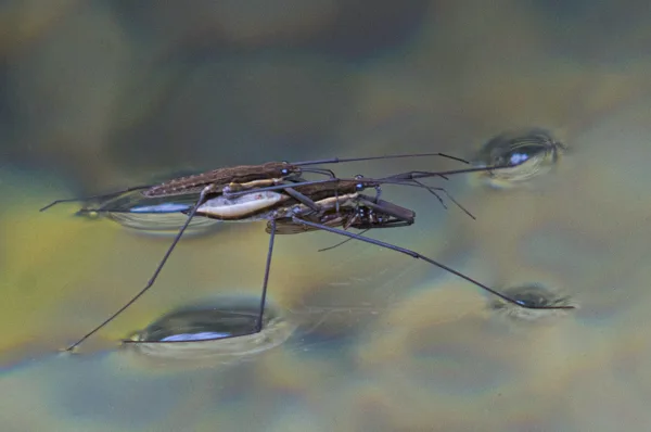 Araignées d'eau en copulation
