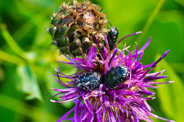 Insectes