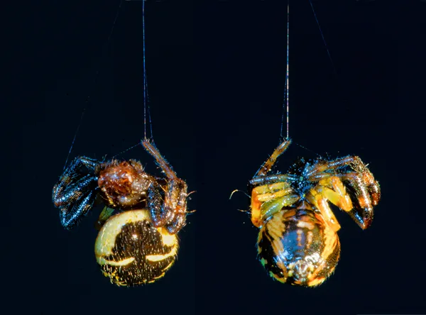 araignées suspendues à leur fil