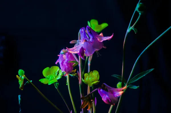 Insectes sous ultra-violet