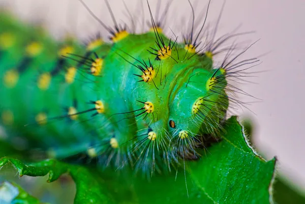 macrophotos