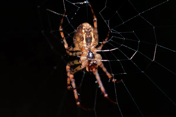 araignée sur sa toile