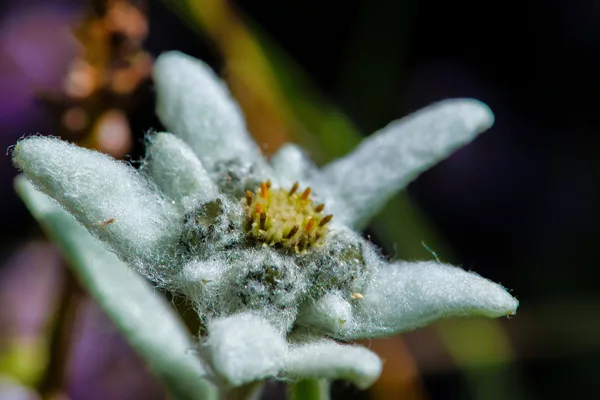 Fleurs