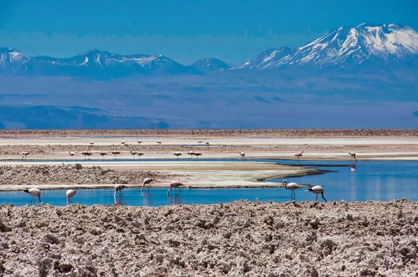 lac salé, désert d'Atacama, Chili