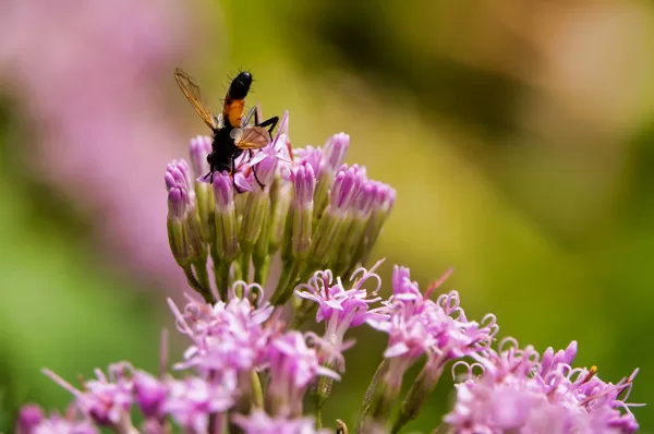 insecte enfoui dans une fleur pour la butiner