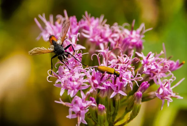 Deux insectes en plein travail