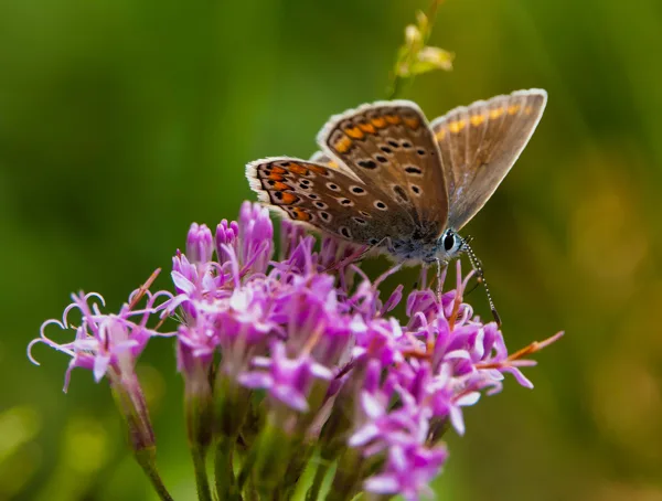 papillons