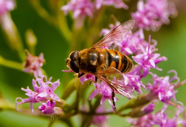 Abeille venue elle-aussi butiner