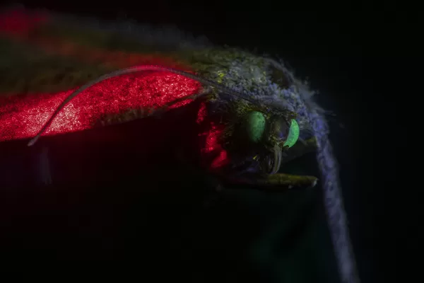 Insectes sous UV