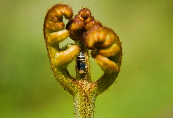 insecte sur une feuille naissante de fougère
